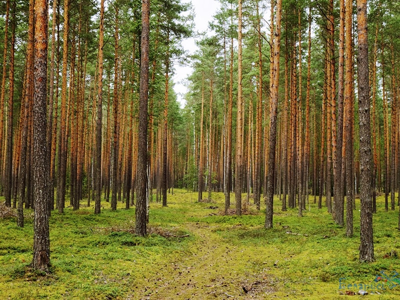 Национальные парки беларуси презентация